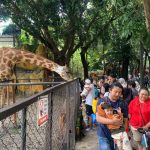 Kebun Binatang Surabaya Ramai Saat Libur Lebaran 2026