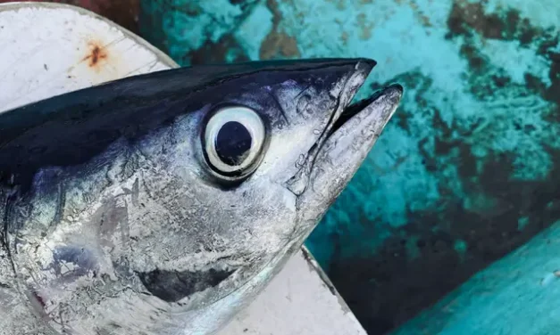 Rahasia Gohu Ikan Cakalang Ternate, Segar Bebas Aroma Amis