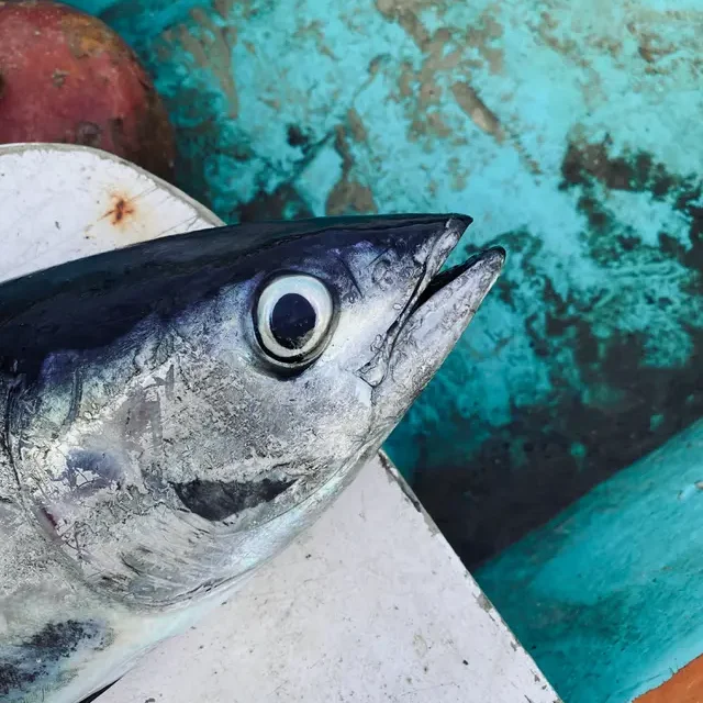 Rahasia Gohu Ikan Cakalang Ternate, Segar Bebas Aroma Amis