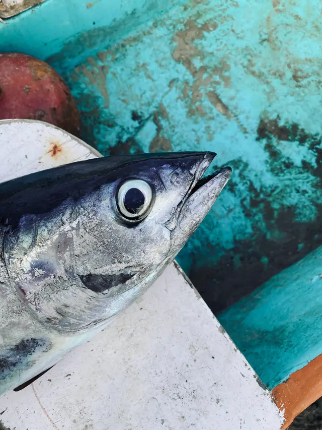 Ikan Cakalang