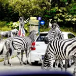 5 Tempat Wisata Dekat Jakarta yang Cocok untuk Liburan Akhir Pekan